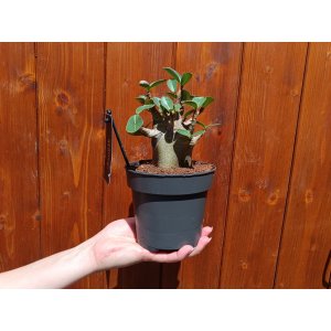 Adenium (Adenium obesum) ‘ANSU BAOBAB’ - výška 10-15 cm, kont. C1L